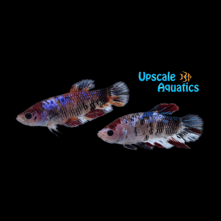 Koi Halfmoon Betta - Female (Betta splendens)