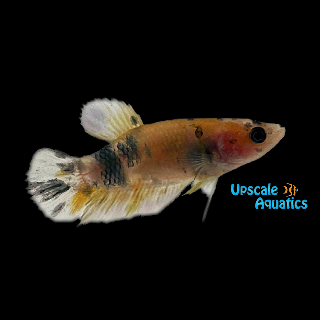 Fancy Marble Plakat Betta - Female (Betta splendens)