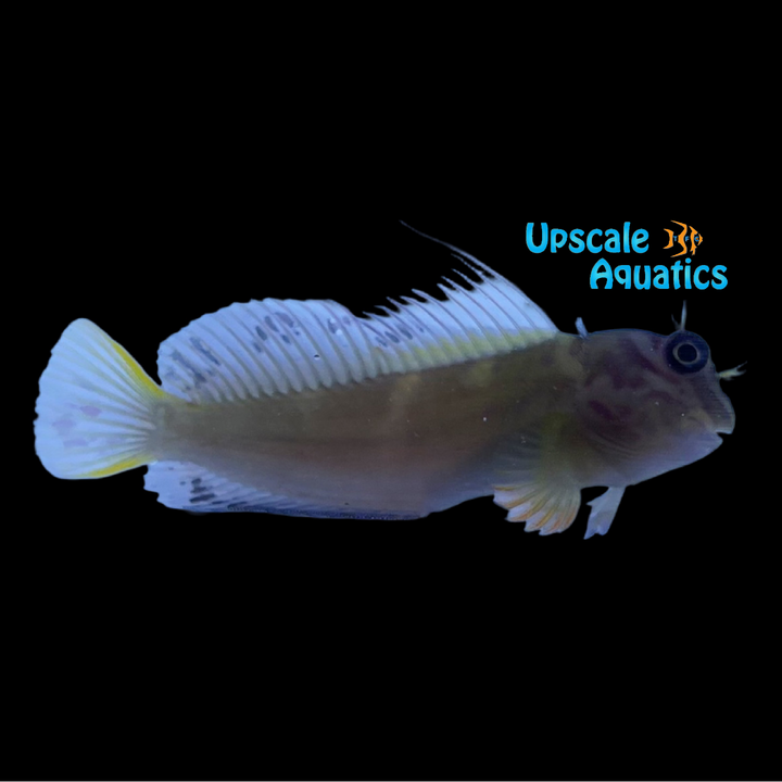 Chestnut Eyelash Blenny (Cirripectes castaneus)