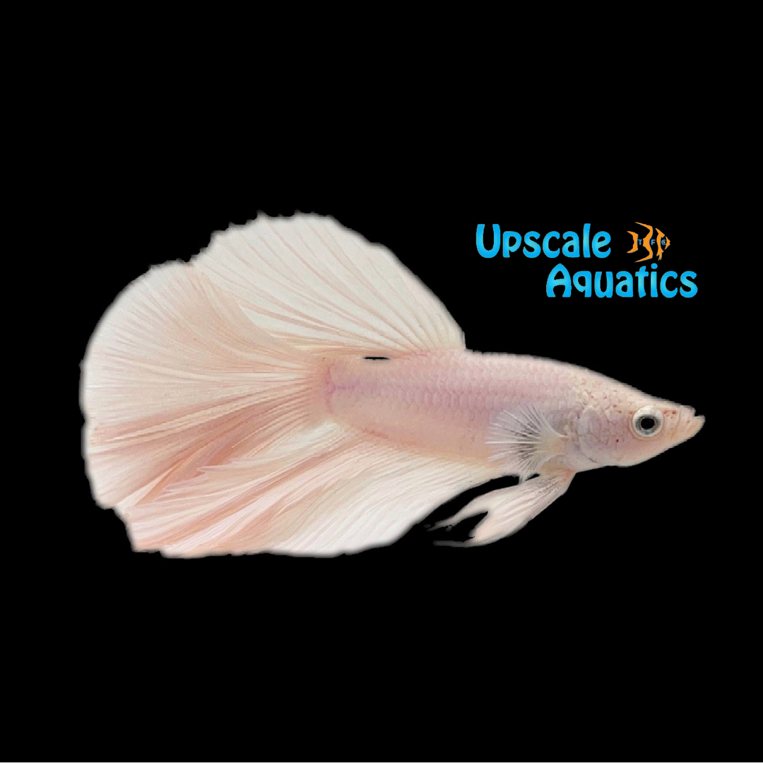 Platinum Halfmoon Betta - Male (Betta splendens)