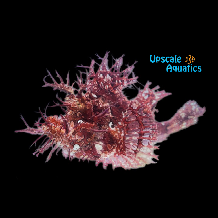 Weedy Scorpionfish (Rhinopias frondosa)