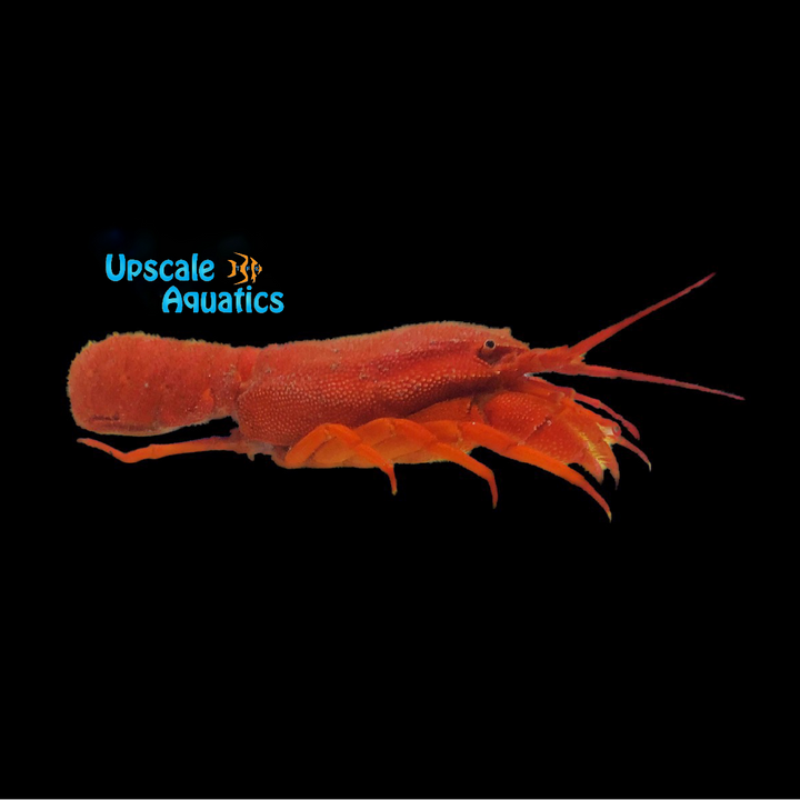 Red Furry Lobster (Palinurellus wieneckii)