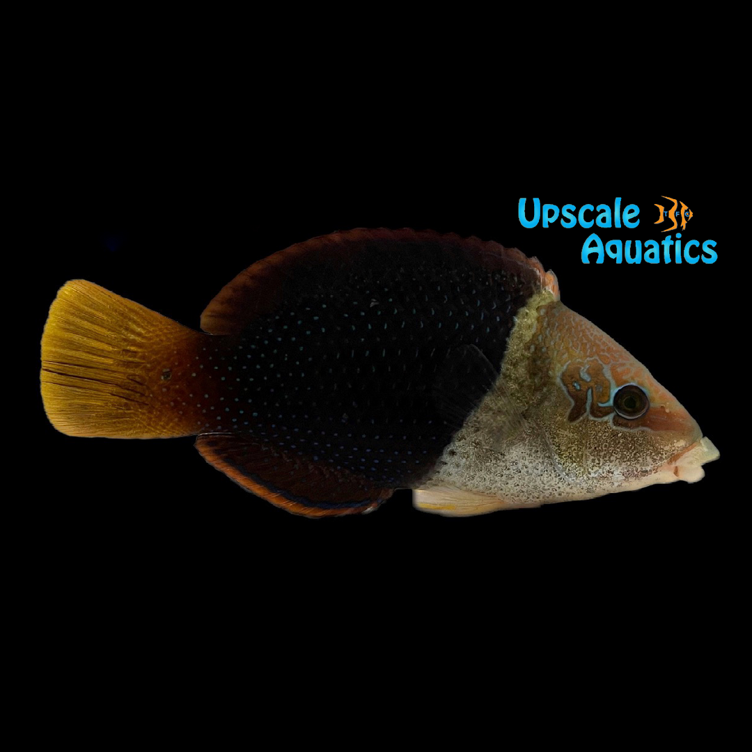 Half & Half Wrasse (Hemigymnus melapterus)