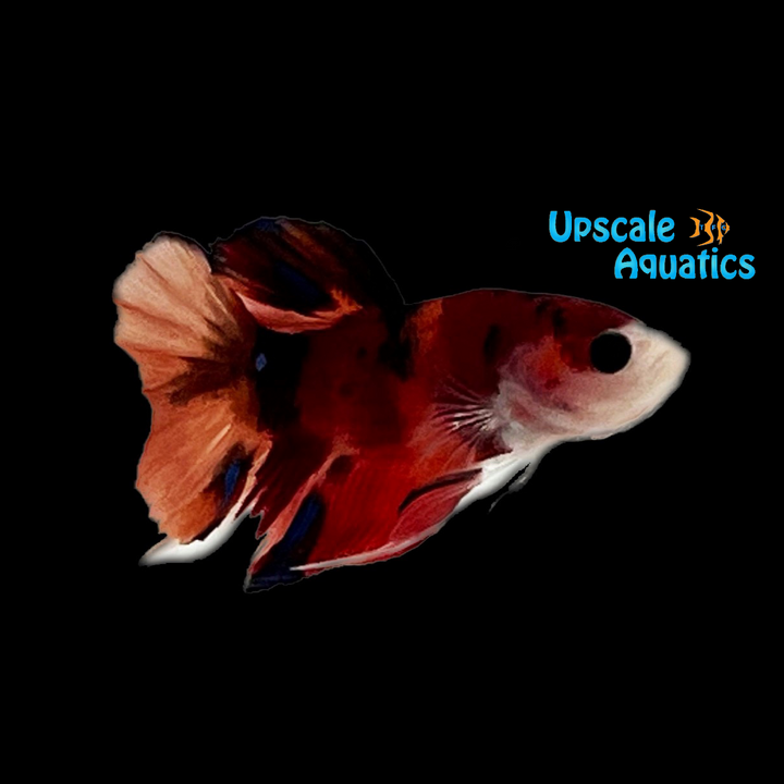 Nemo Koi Plakat Betta - Male (Betta splendens)