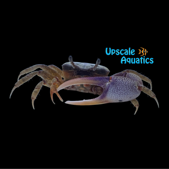 Pink Atlantic Sand Fiddler Crab (Leptuca pugilator)