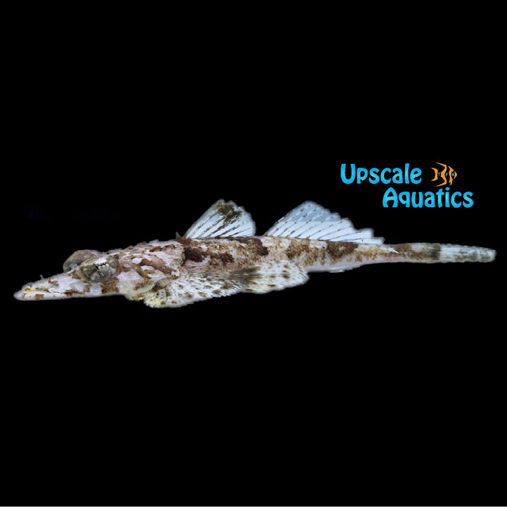 Crocodilefish (Cymbacephalus beauforti)