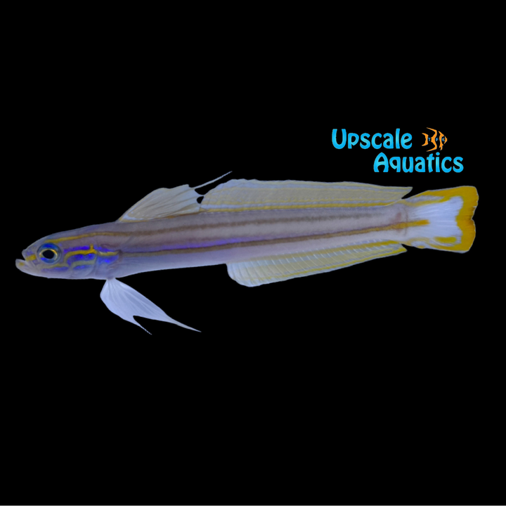 Lined Dartfish (Ptereleotris grammica)