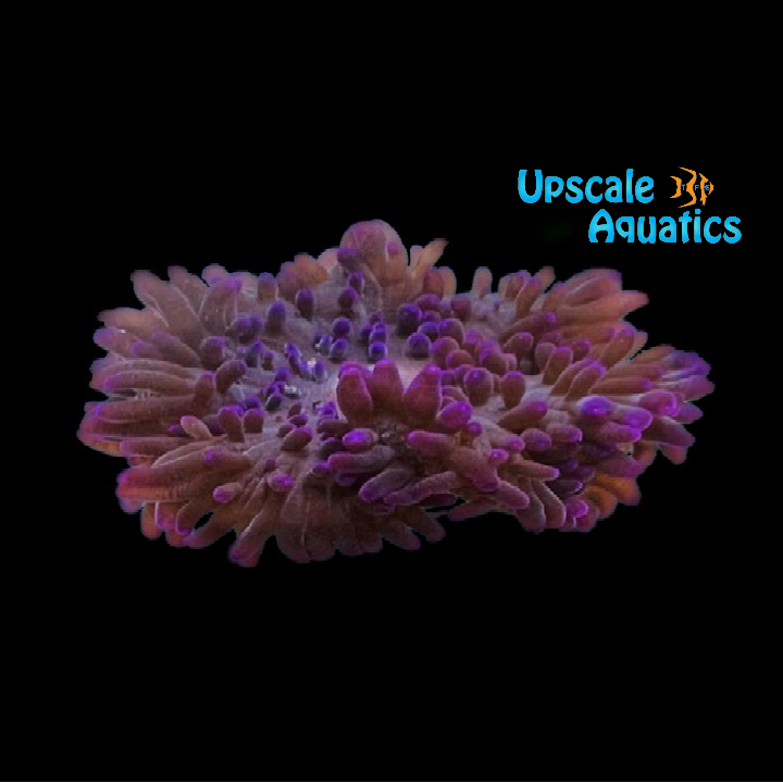 Purple Sebae Anemone (Heteractis crispa) – Upscale Aquatics