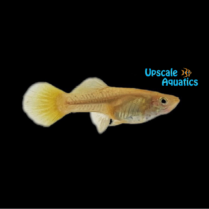 Full Gold Guppy (Poecilia reticulata)