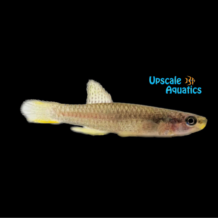Poliaki Killifish (Aphyosemion poliaki)