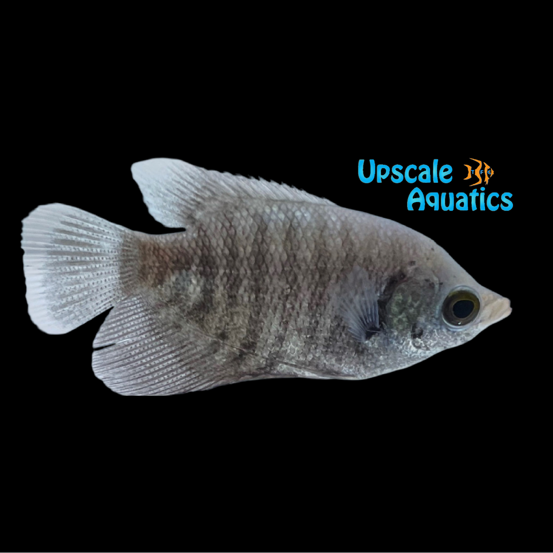 Giant Gourami (Opshronemus goramy)