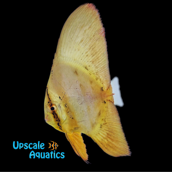 Orbiculate Batfish (Platax orbicularis)