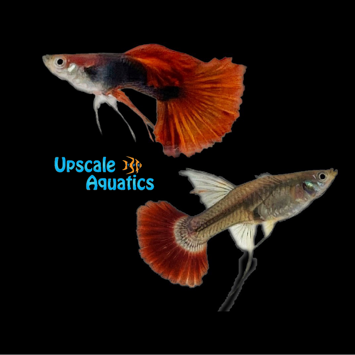 HB Red Rose Ribbon Guppy (Poecilia reticulata)