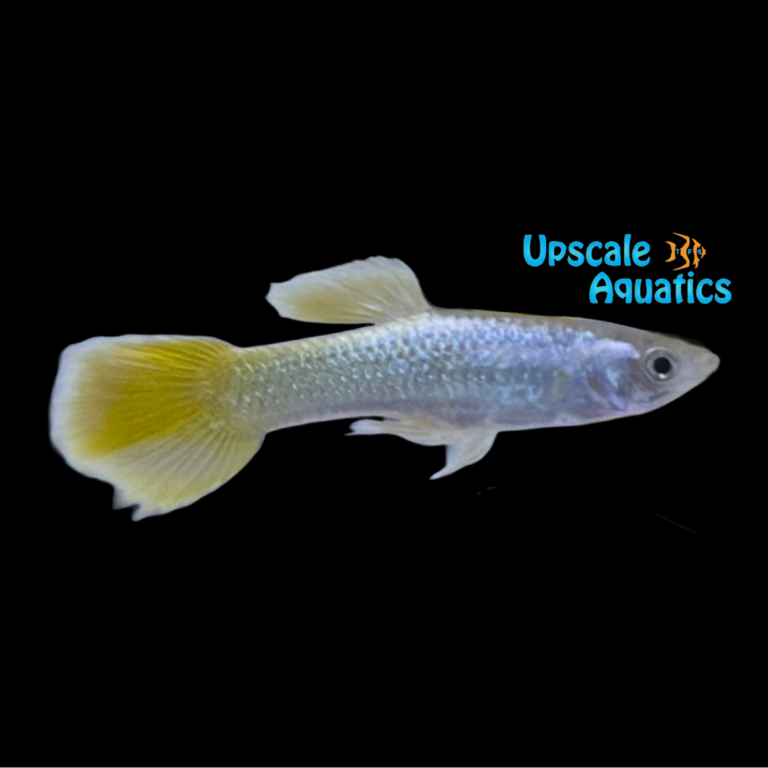 Gold Platinum Guppy (Poecilia reticulata)