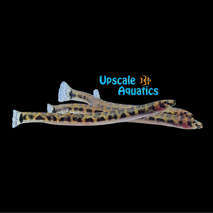 Spotted Kuhlii Loach (Pangio muraeniformis)