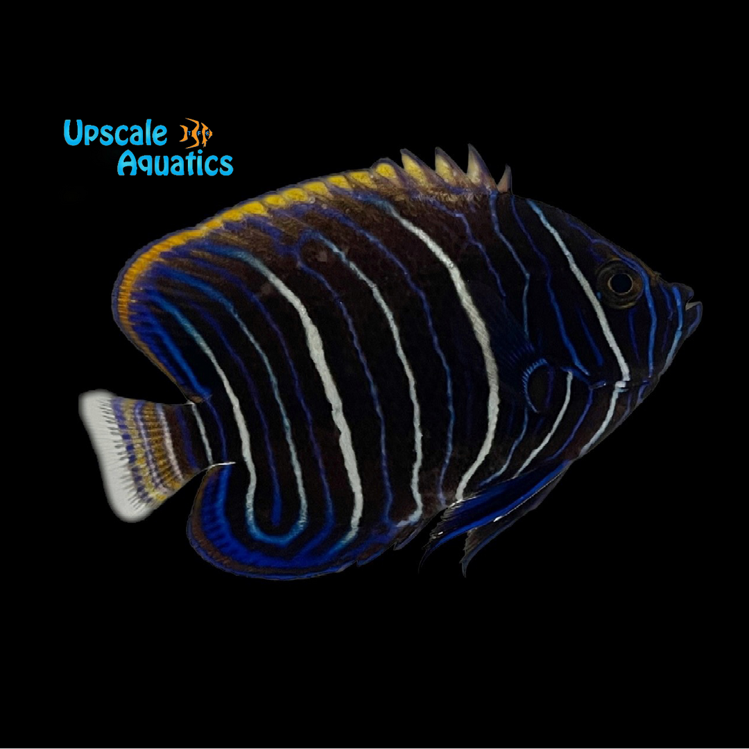 Blueface Angelfish - Juvenile (Pomacanthus xanthometopon)