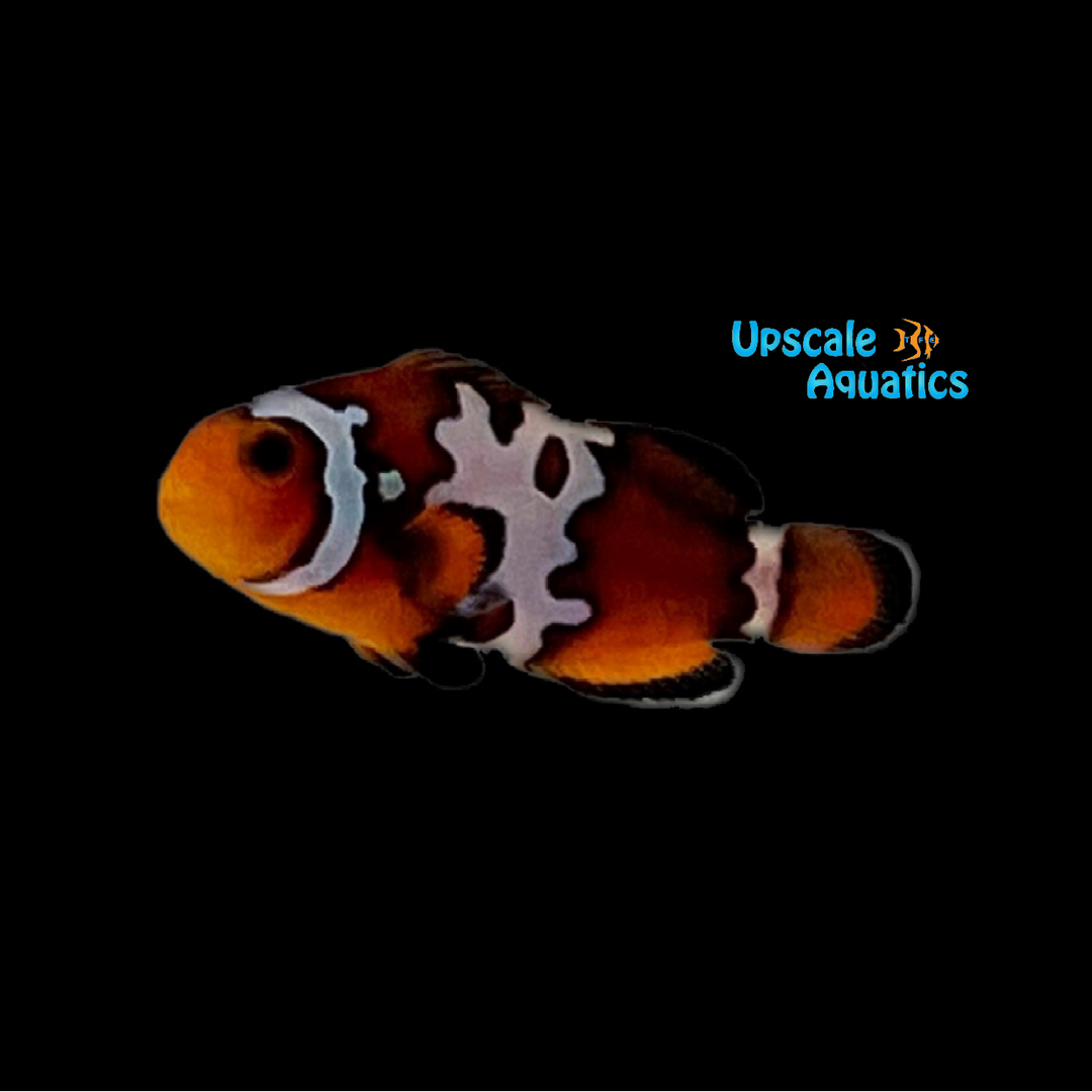 Blacker Ice Clownfish (Amphiprion ocellaris)