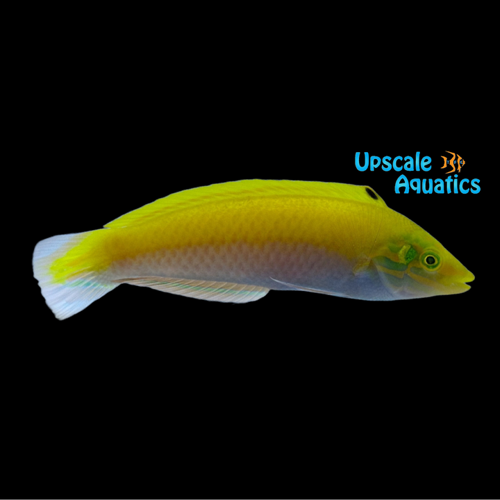 Canarytop Wrasse (Halichoeres leucoxanthus)