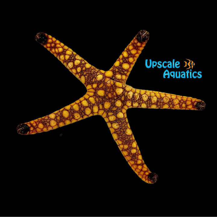 Indian Reef Starfish (Fromia indica)