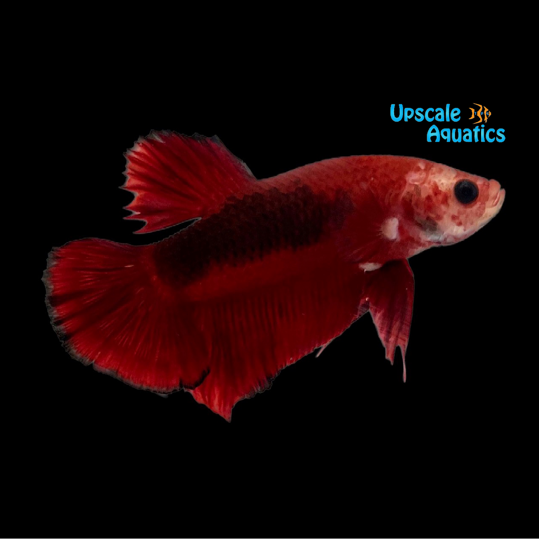 Red Fancy Hellboy Betta - Male (Betta splendens)
