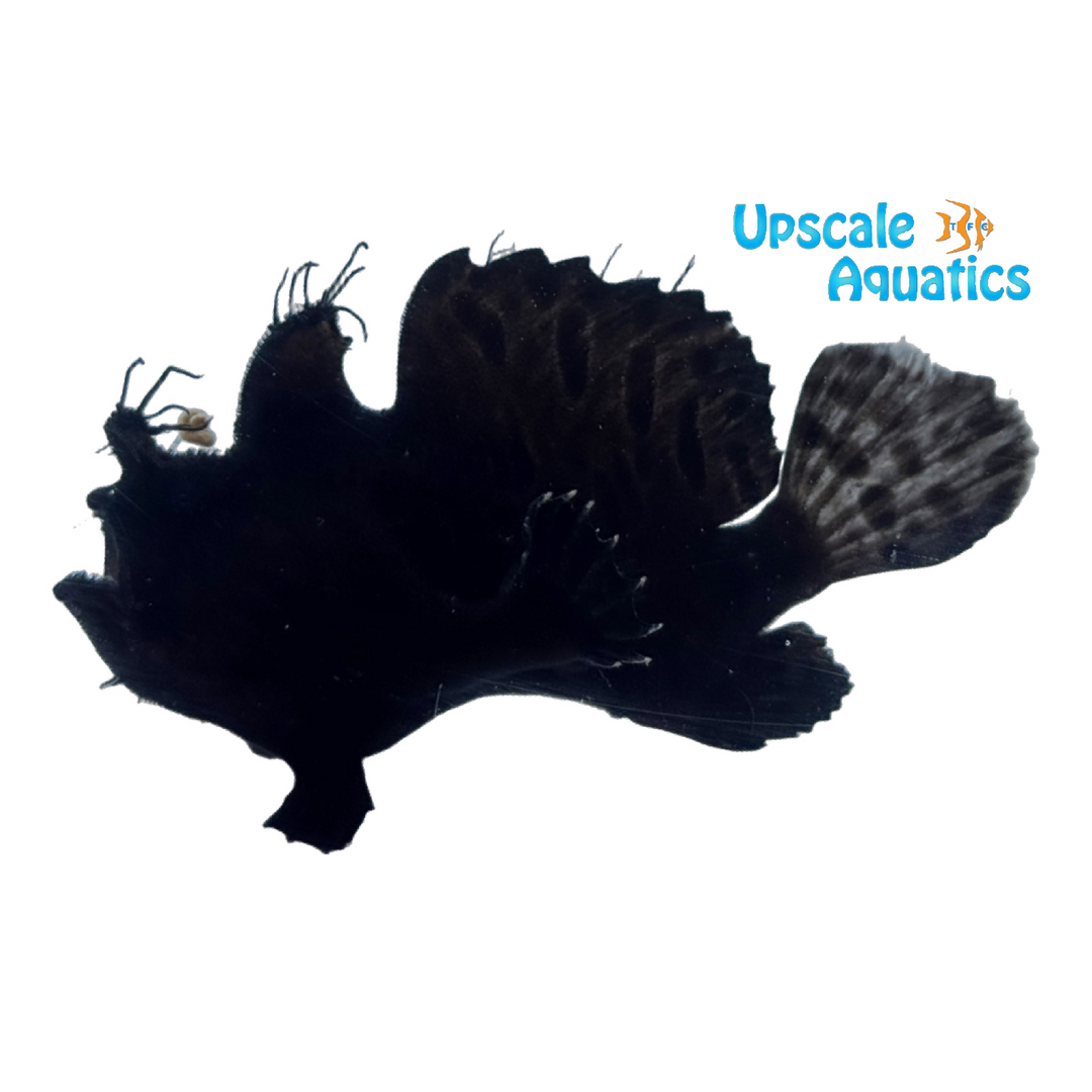 Black Hairy Frogfish (Antennarius striatus)