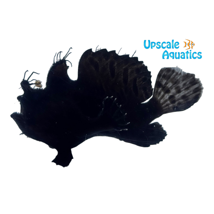 Black Hairy Frogfish (Antennarius striatus)