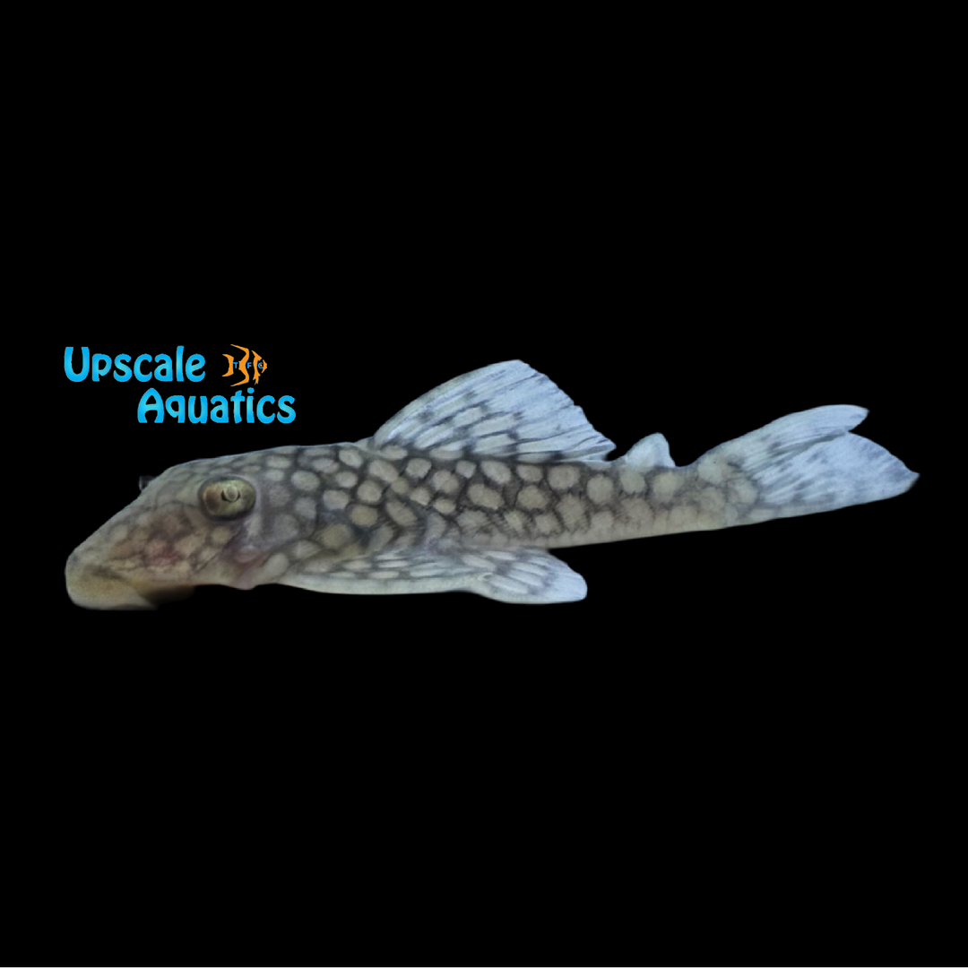 Silver Spot  Nugget Pleco L019 (Baryancistrus sp. L019)