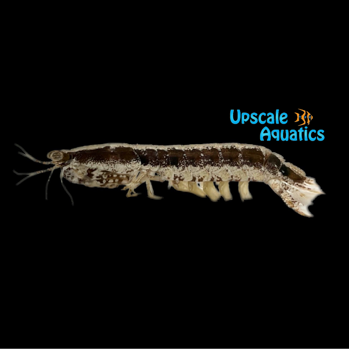 Skunk Mantis Shrimp (Pseudosquilla ciliata)