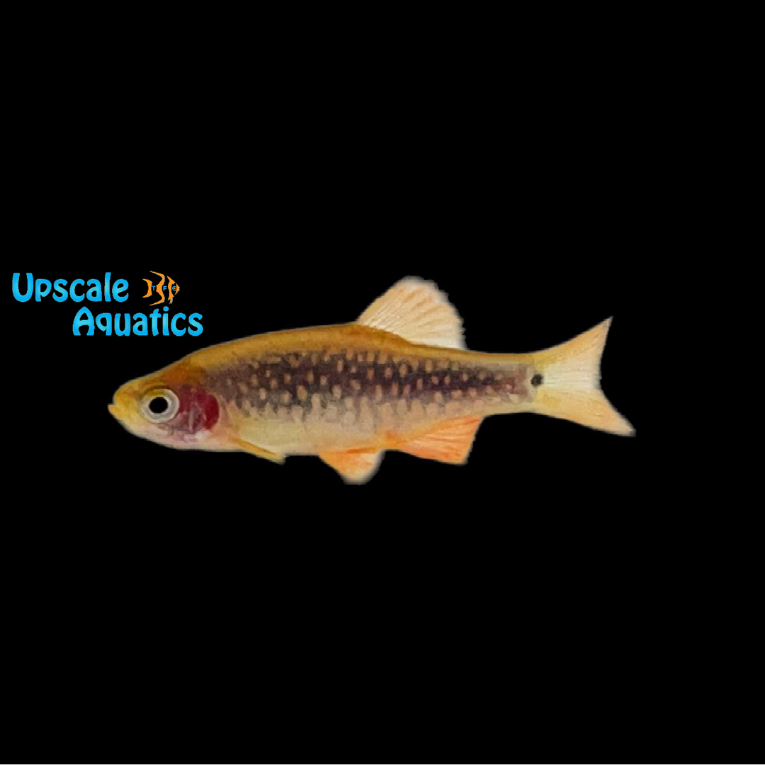 Emerald Pearl Dwarf Rasbora (Danio margaritatus x Danio erythromicron)