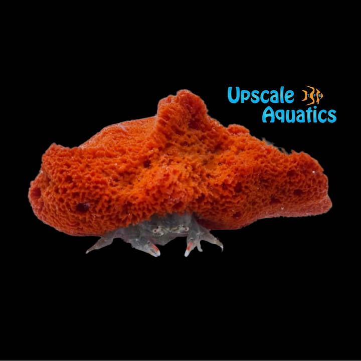 Sponge Hat Crab (Dromia erythropus)