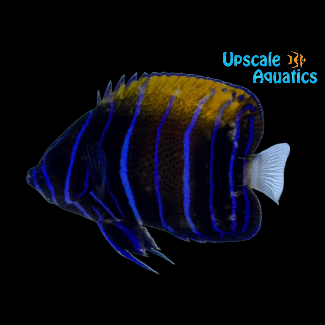 Majestic Angelfish - Juvenile (Pomacanthus navarchus)