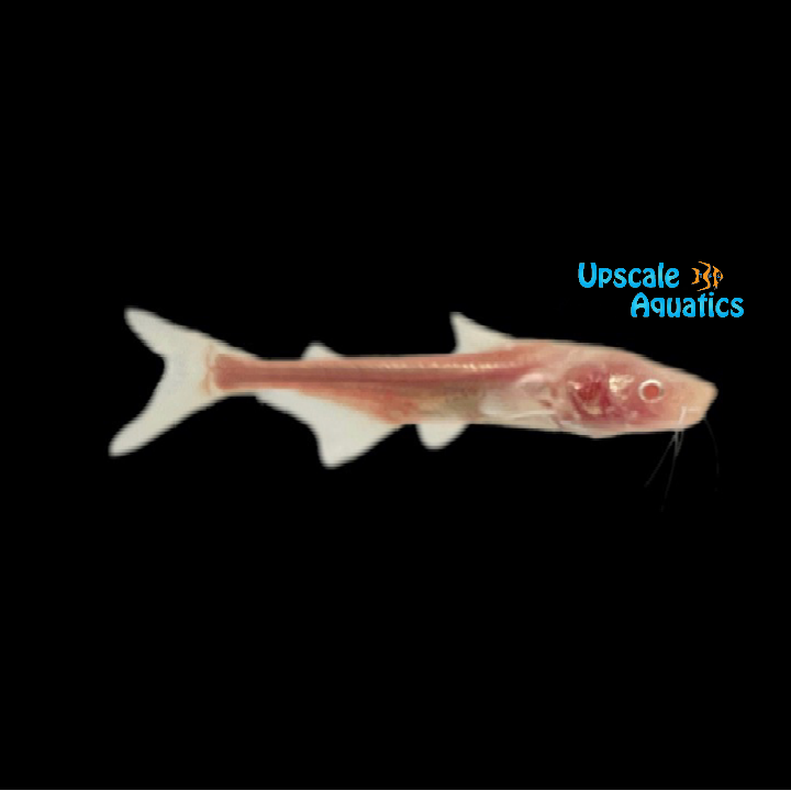 Albino Black Ear Pangasius Shark (Pangasius larnaudii)