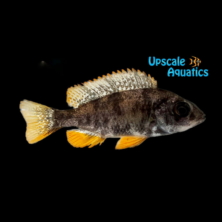OB Redfin Borleyi (Copadichromis borleyi Kadango ob)