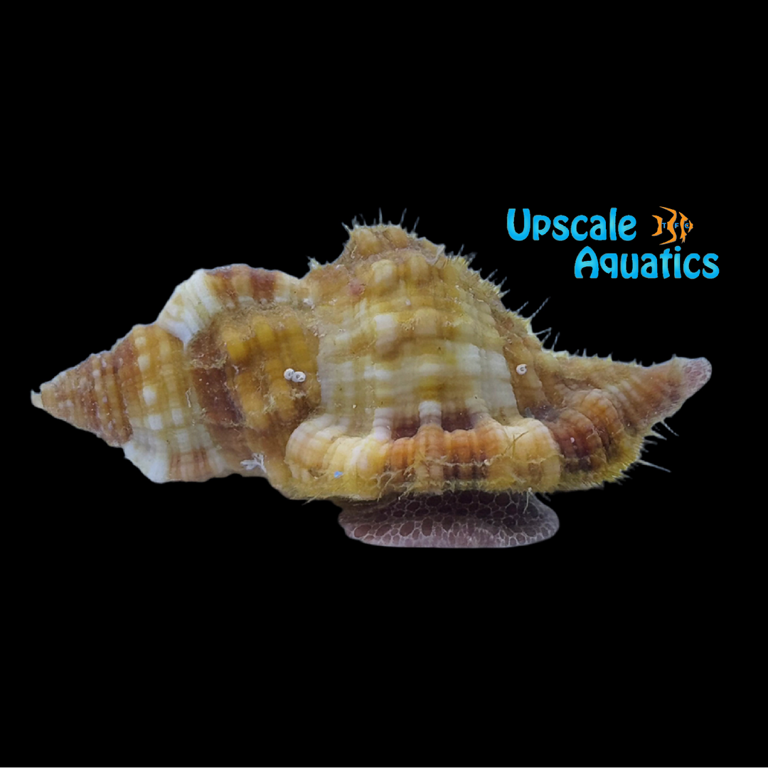 Hairy Triton Snail (Monoplex pilearis)