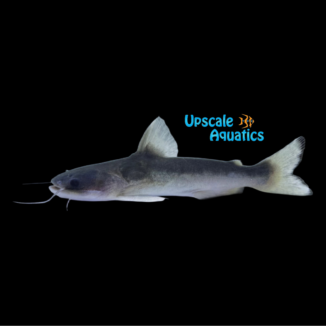 Piresi Catfish (Tocantinsia piresi)