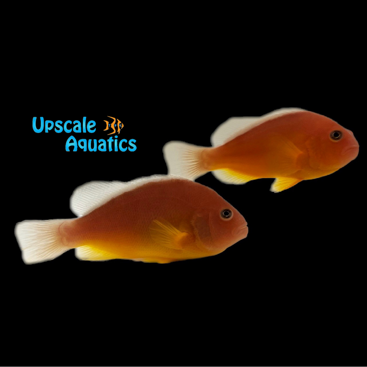 Indian Ocean Skunk Clownfish - Wild (Amphiprion akallopisos)