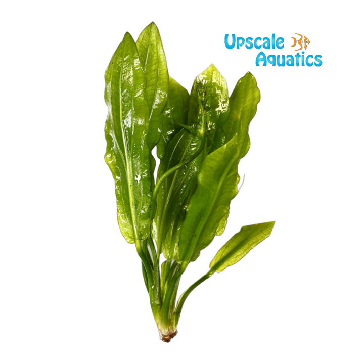 Ruffle Sword (Echinodorus martii 'major')