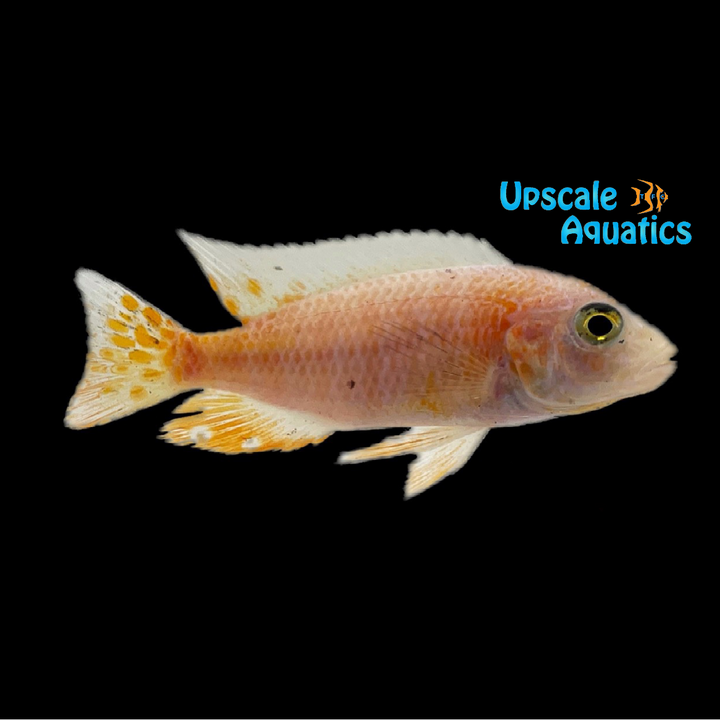 Dragon Blood Ahli (Aulonocara 'Dragon Blood' x Sciaenochromis fryeri)