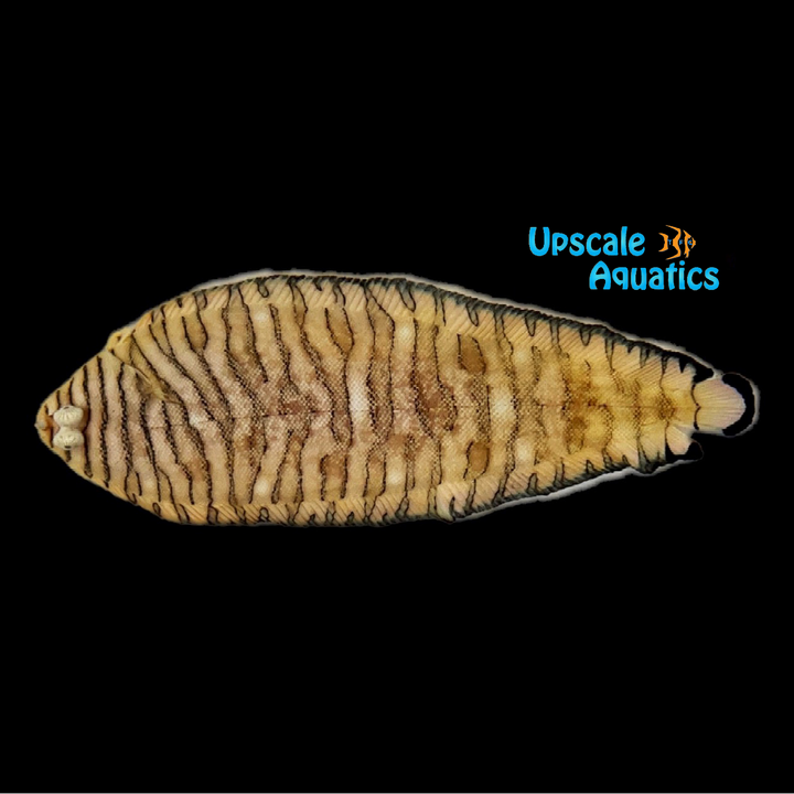 Tiger Sole (Soleichthys heterorhinos)