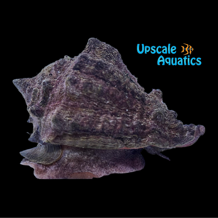 Caribbean Vase Conch (Vasum muricatum)