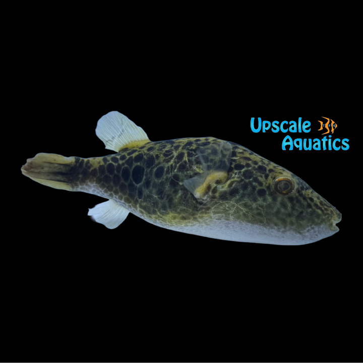 Chameleon Puffer (Pao turgidus)