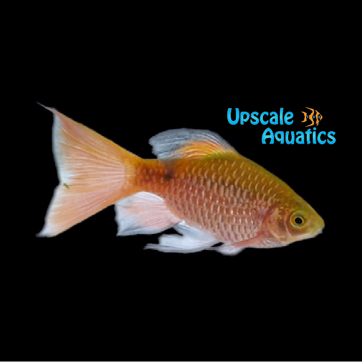 Longfin Rosy Barb (Pethia conchonius)