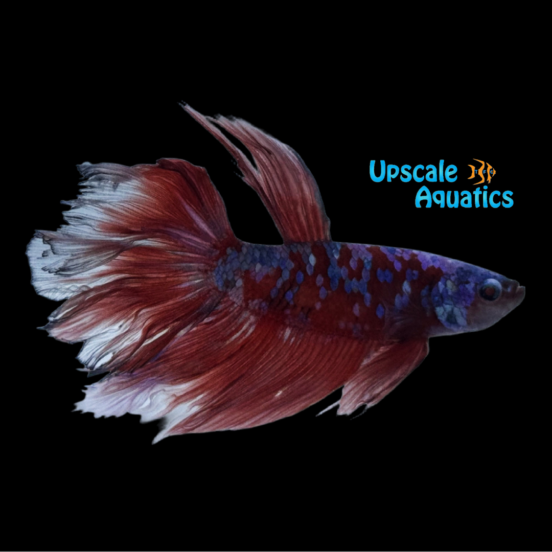 Barongsai Halfmoon Betta - Male (Betta splendens)