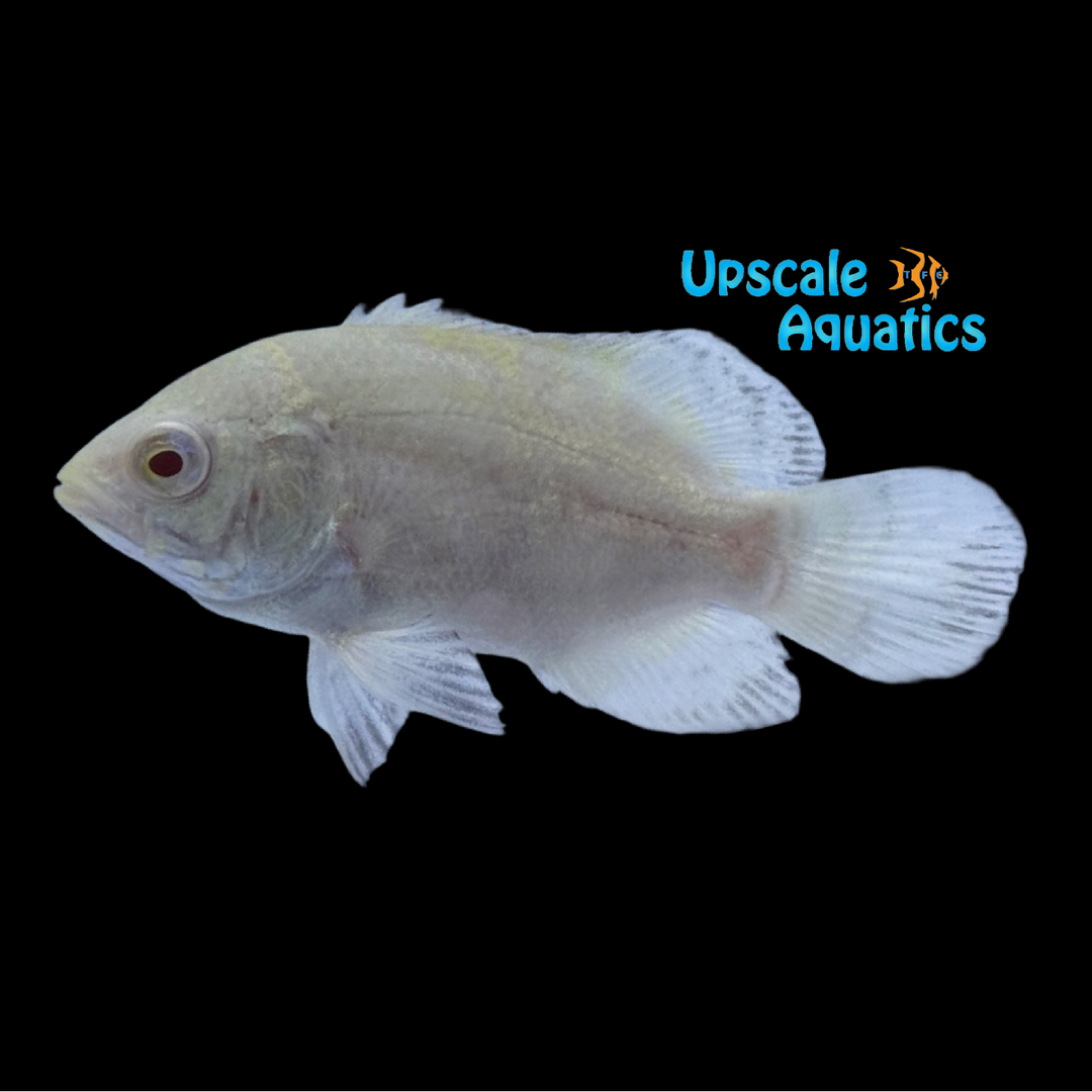 Albino Snow White Oscar (Astronotus ocellatus)