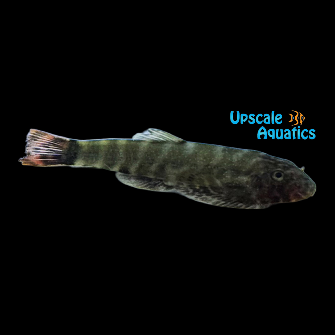 Pink Tail Borneo Hillstream Loach (Gastromyzon sp. SK01)