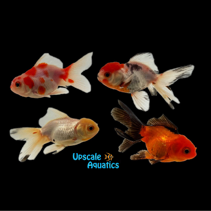 Assorted Oranda Goldfish (Carassius auratus)