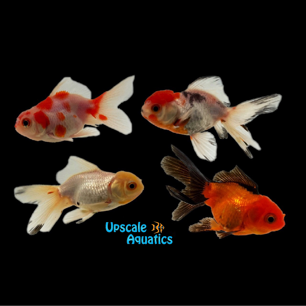 Assorted Oranda Assorted Oranda Goldfish (Carassius auratus) – Upscale Aquatics