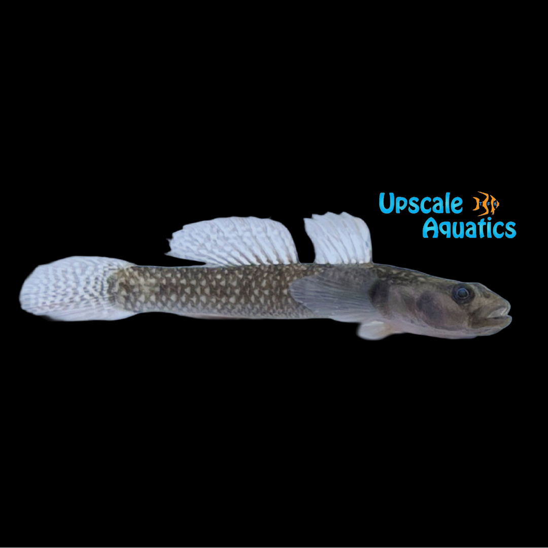 Sichuan Goby (Rhinogobius szechuanensis)