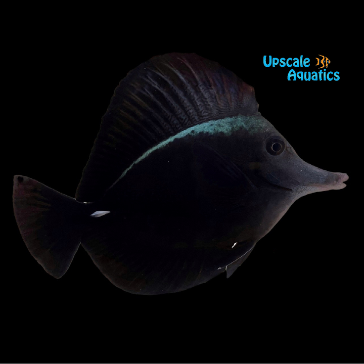 Black Longnose Tang (Zebrasoma rostratum)