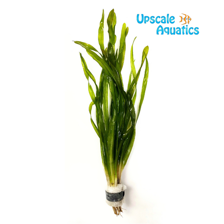 Americana Corkscrew Val (Vallisneria americana var. biwaensis)